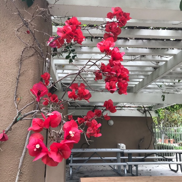 Brooky - Picture 4 of 6